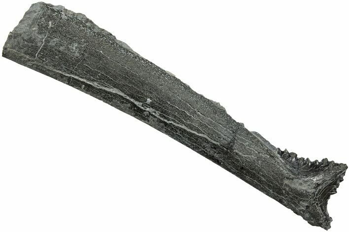 Bizarre Edestus Shark Tooth In Jaw Section - Carboniferous #231949